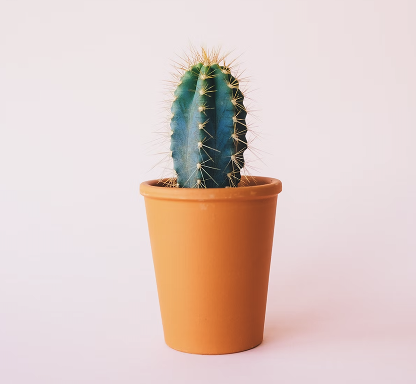(Sample) House Plant